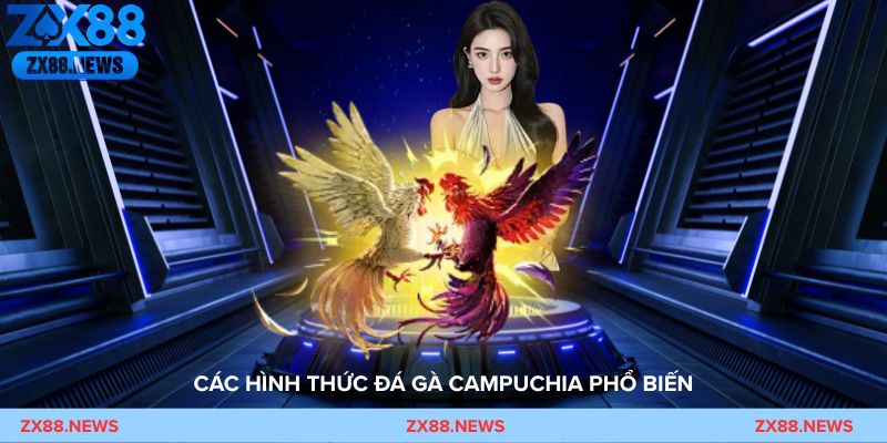 Chiến kê Campuchia tung đòn phản công mạnh mẽ trong trận đấu cựa sắt