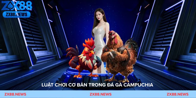 Coi trận đá gà campuchia nhịp độ nhanh và đầy kịch tính