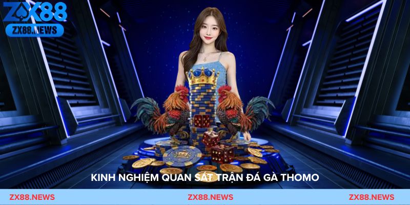 Đá gà Thomo tung đòn nhanh và né đòn linh hoạt trong trận đấu gay cấn