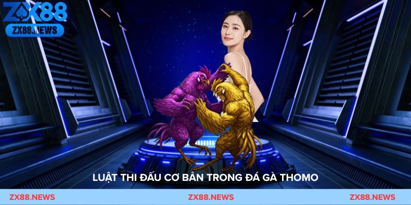 Cận cảnh đá gà Thomo gắn cựa sắt đúng chuẩn trước khi bước vào trận đấu